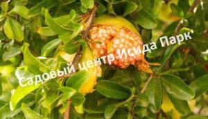 Гранат Желтый (Yellow)
