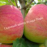 Летние сорта яблони: вкусные плоды c ранним сроком созревания