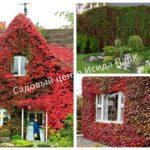 Девичий виноград на садовом участке: плюсы и особенности посадки