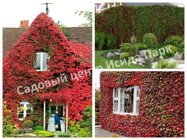 девичий виноград