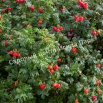 Посадка шиповника: базовые моменты