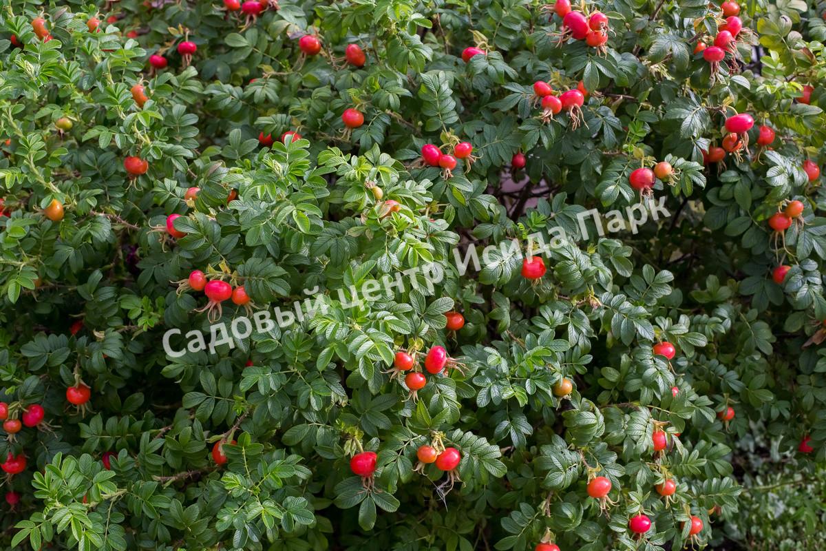 шиповник